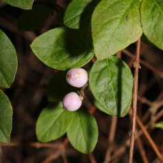 Rød Snebær 50-80 cm. - Bundt med 10 stk. barrodsplanter - Symphoricarpos chenaultii