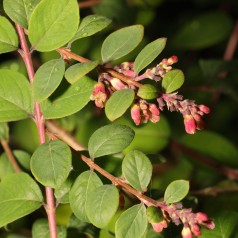 Rød Snebær 50-80 cm. - Bundt med 10 stk. barrodsplanter - Symphoricarpos chenaultii