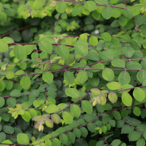 Rød Snebær 50-80 cm. - Bundt med 10 stk. barrodsplanter - Symphoricarpos chenaultii