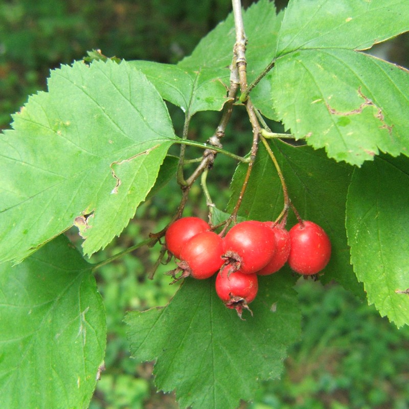 Skarlagentjørn 40-60 cm. - 10 stk. barrodsplanter - Crataegus Intricata