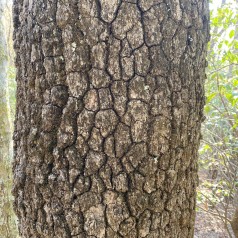 Skovtupelotræ 150-175 cm. - Nyssa sylvatica