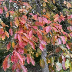 Skovtupelotræ 150-175 cm. - Nyssa sylvatica