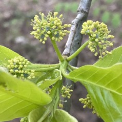 Skovtupelotræ 150-175 cm. - Nyssa sylvatica