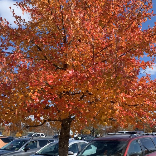 Skovtupelotræ 150-175 cm. - Nyssa sylvatica