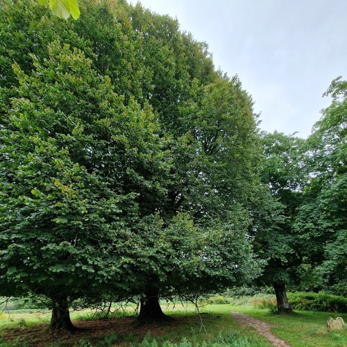 Storbladet Lind 40-60 cm. - 25 stk. barrodsplanter - Tilia platyphyllos