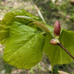 Storbladet Lind 60-100 cm. - 25 stk. barrodsplanter - Tilia platyphyllos