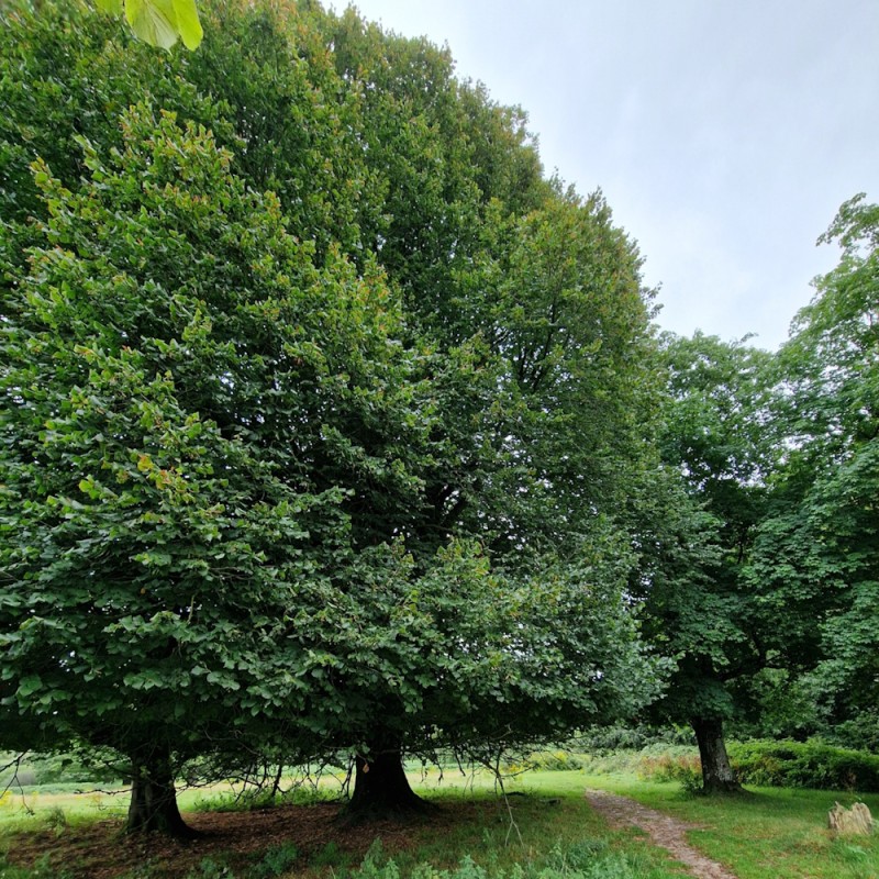 Storbladet Lind 60-80 cm. - 25 stk. barrodsplanter - Tilia platyphyllos