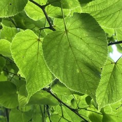 Storbladet Lind 80-100 cm. - 25 stk. barrodsplanter - Tilia platyphyllos