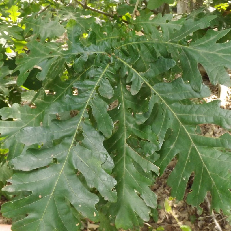 Ungarsk Eg 150-175 cm. - Quercus frainetto