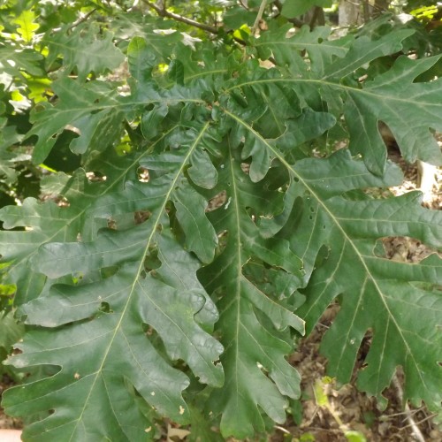 Ungarsk Eg 150-175 cm. - Quercus frainetto