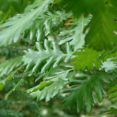 Ungarsk Eg 150-175 cm. - Quercus frainetto