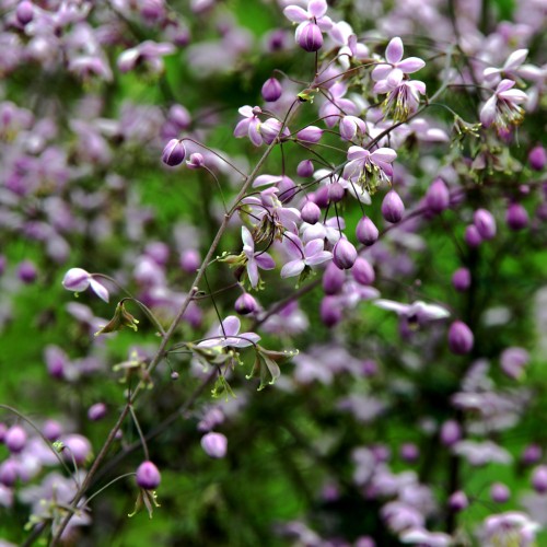 Violfrøstjerne - Thalictrum delavayi