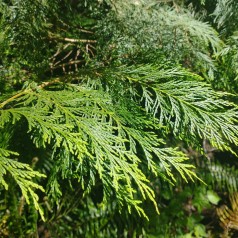 Ædelcypres 30-60 cm. -...