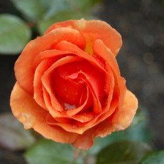 Rose Ashram / Storblomstret...