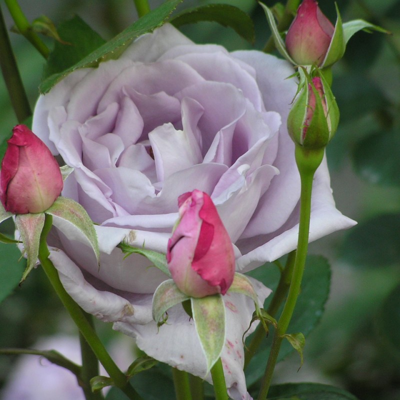 Rose Blue Moon - Storblomstret Rose