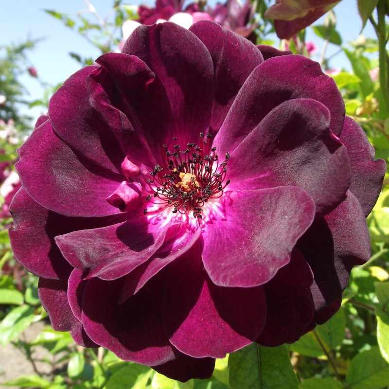 Rose Burgundy Ice / Buketrose