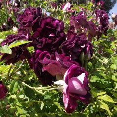 Rose Burgundy Ice / Buketrose