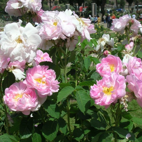 Rose Celsiana - Historisk rose
