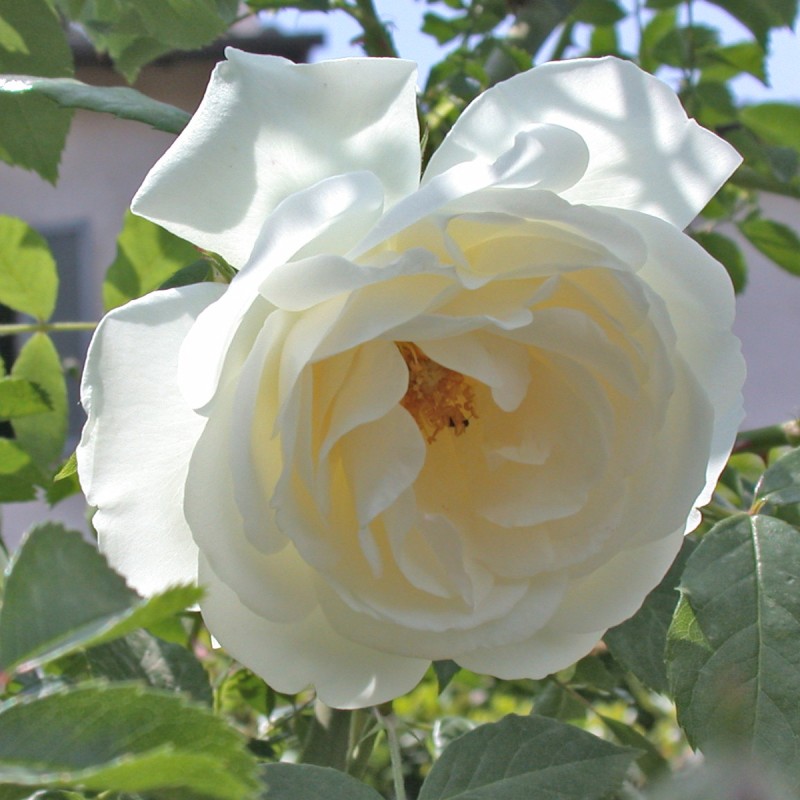 Rose Climbing Iceberg - Slyngrose