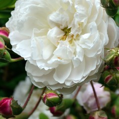 Rose Félicité et Perpétué -...