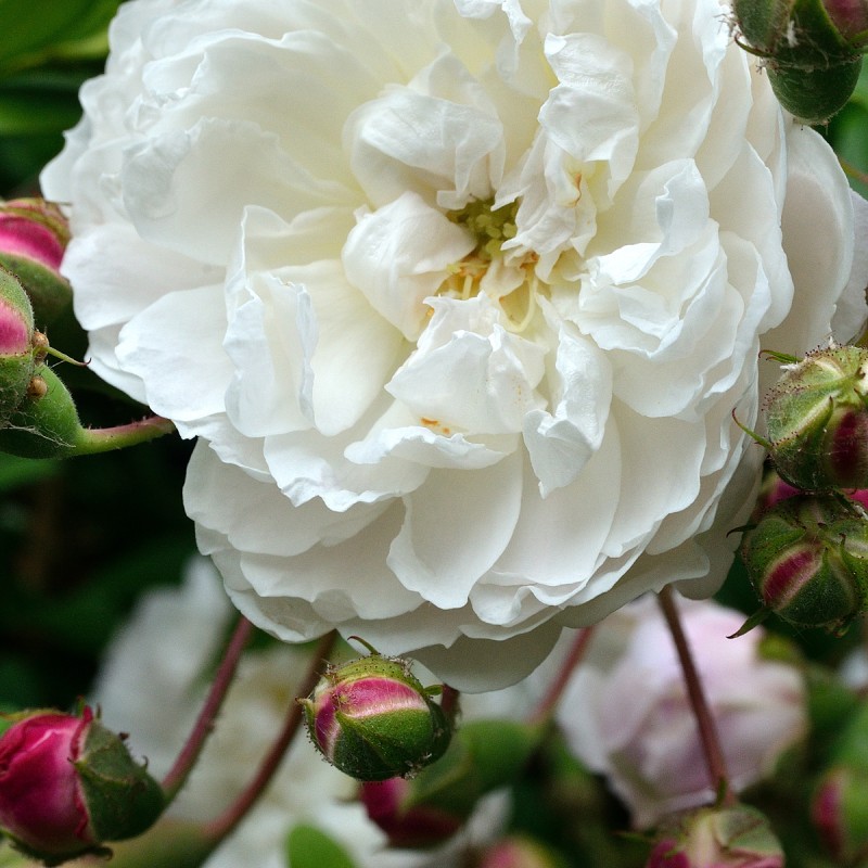 Rose Félicité et Perpétué - Gammel Slyngrose