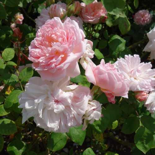 Rose Gentle Hermione - Engelsk Rose