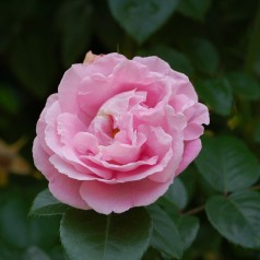 Rose Gerbe Rose / Busk Rose