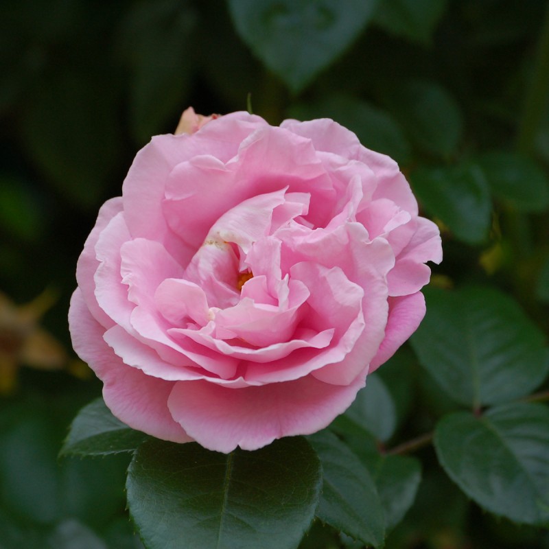 Rose Gerbe Rose / Busk Rose