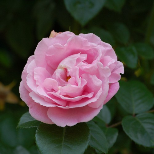 Rose Gerbe Rose / Busk Rose