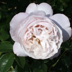 Rose Herkules - Buskrose