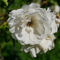 Rose Iceberg / Buketrose