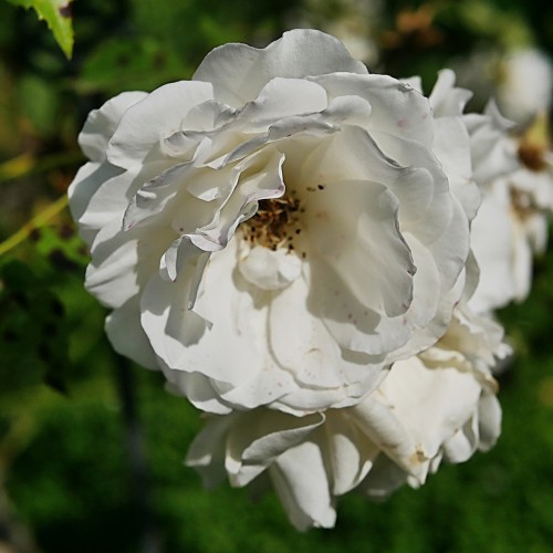 Rose Iceberg / Buketrose