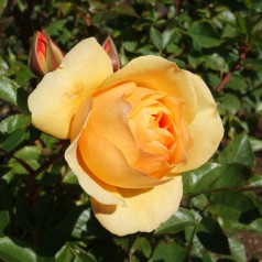 Rose Julia Child - Buketrose