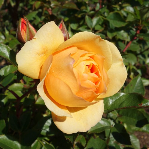 Rose Julia Child - Buketrose