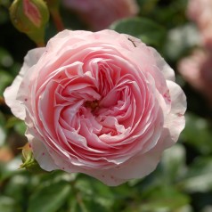 Rose Larissa - Buketrose