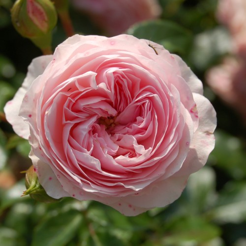 Rose Larissa - Buketrose