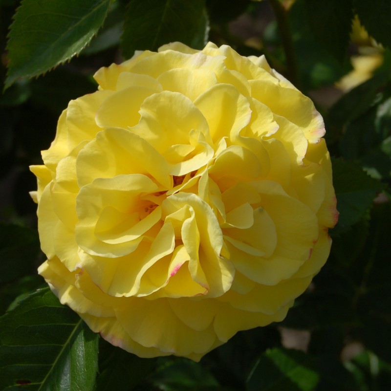 Rose Lichtkönigin Lucia - Slyngrose