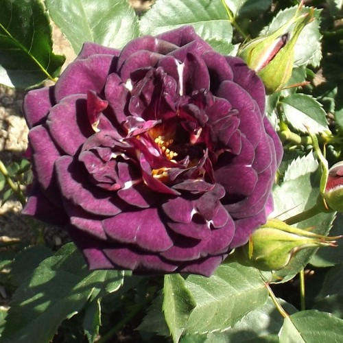 Rose Midnight Blue / Buketrose
