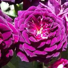 Rose Midnight Blue / Buketrose