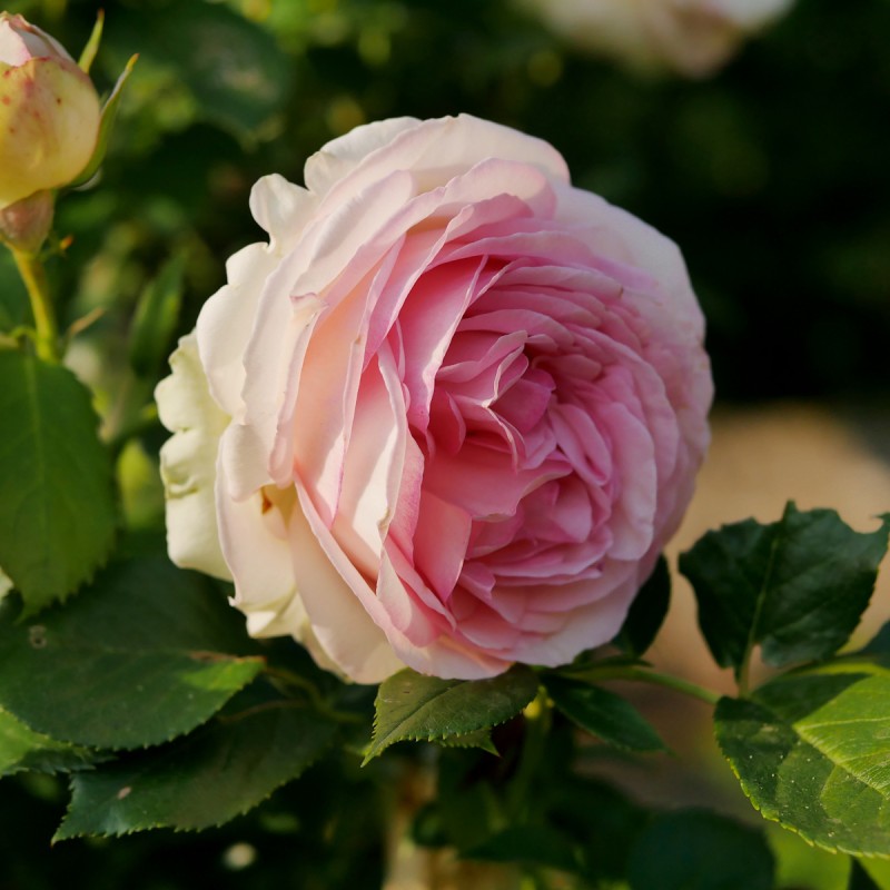 Rose Mini Eden Rose - Buskrose