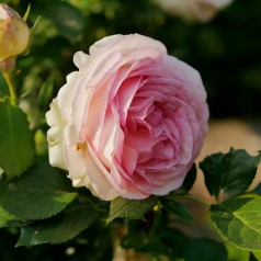 Rose Mini Eden Rose -...