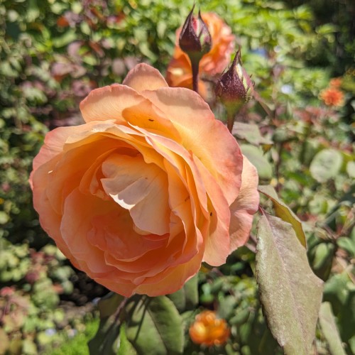 Rose Pat Austin / Engelsk Rose