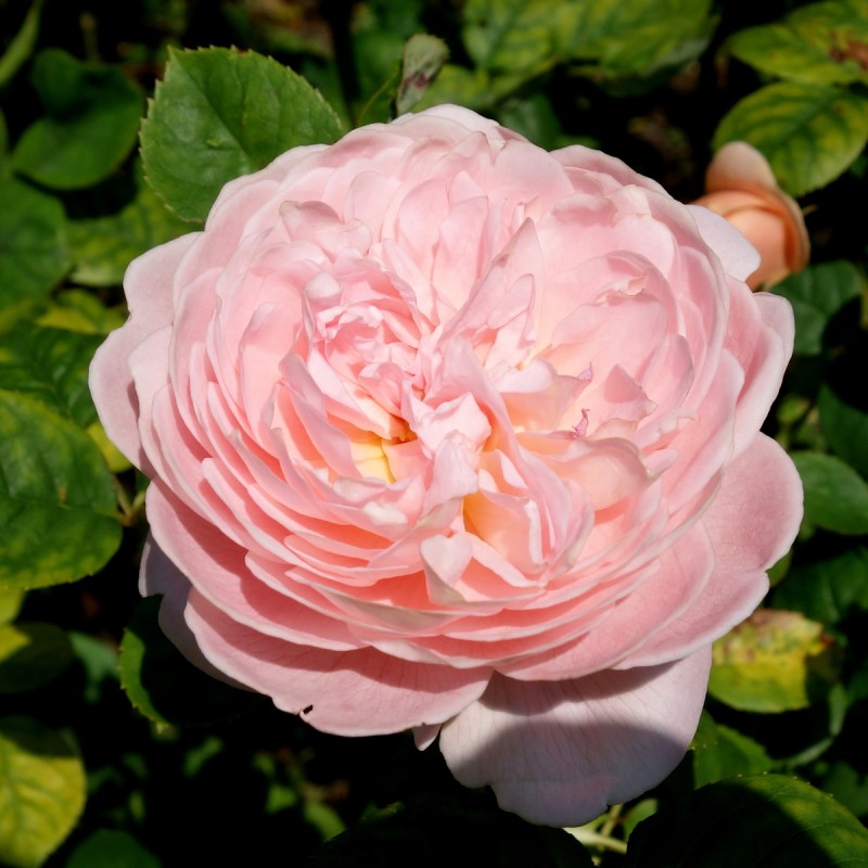 Rose Queen of Sweden - Engelsk Rose