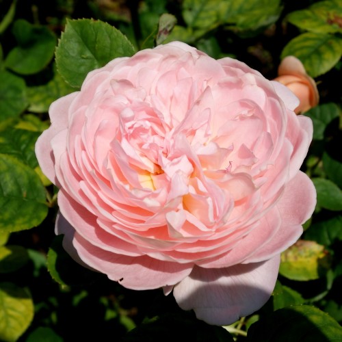 Rose Queen of Sweden - Engelsk Rose