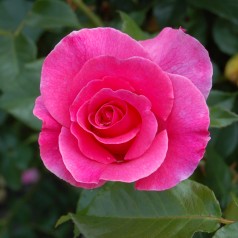 Rose Romanze - Buketrose