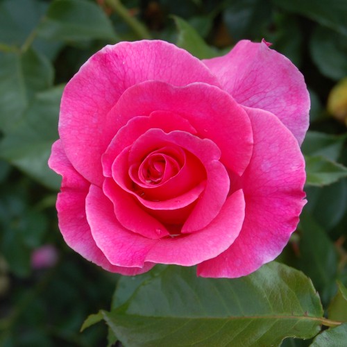 Rose Romanze - Buketrose