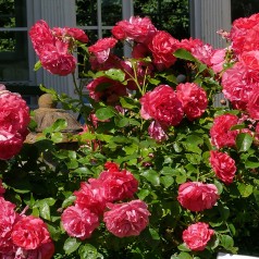 Rose Rosarium Uetersen -...