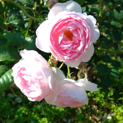 Rose Scepter'd Isle - Engelsk Rose / Barrods