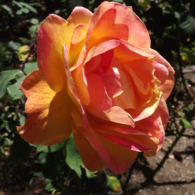 Rose Strike It Rich / Storblomstret Rose