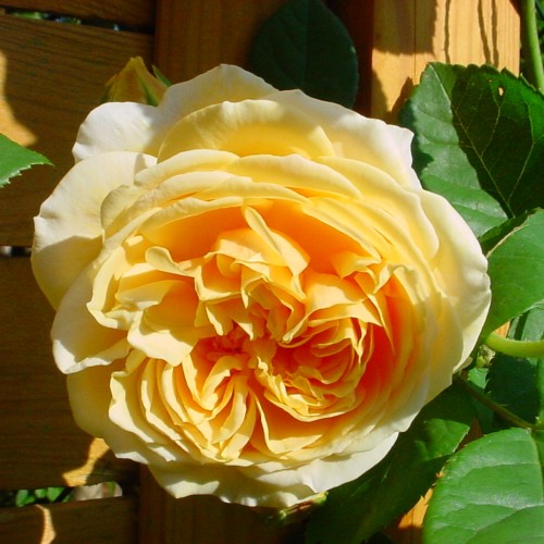 Rose Teasing Georgia - Engelsk Slyngrose